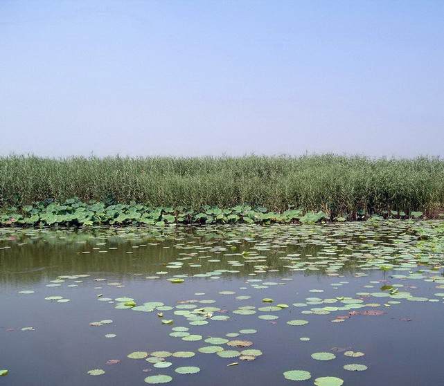 Baiyangdian Lake1